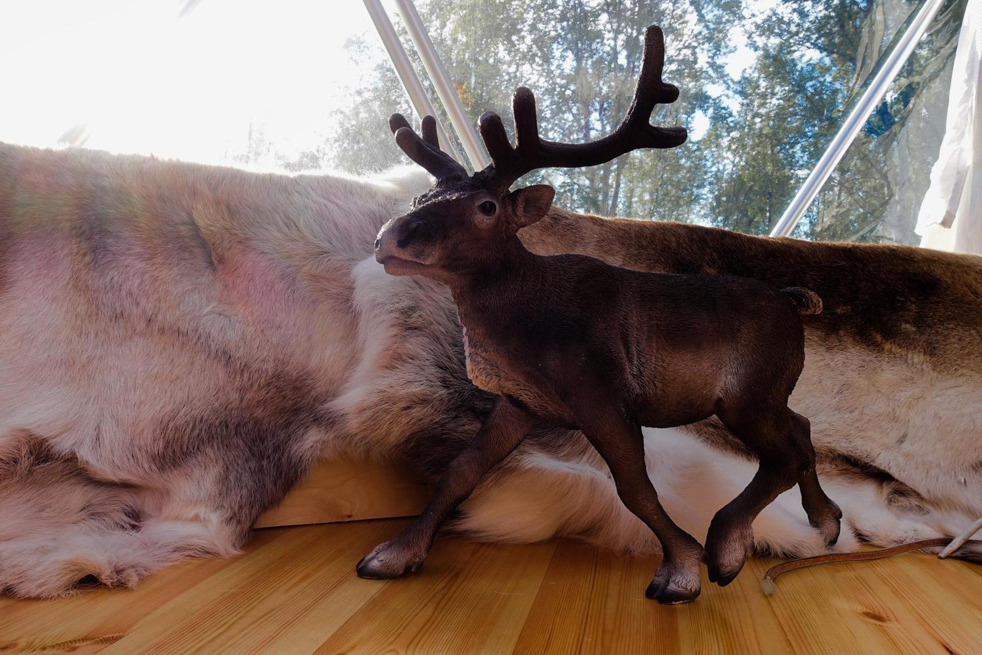 מלון לאקסלב Wild Caribou Dome מראה חיצוני תמונה